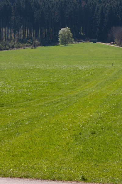 Fuerte Flor Blanca Campos Verdes Soleado Día Primavera Sur Alemania —  Fotos de Stock