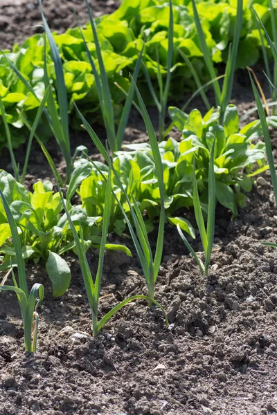 Día Muy Soleado Junio Sur Alemania Ven Verduras Ensaladas Flores — Foto de Stock