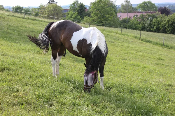 在德国南部非常炎热的温度下 让马享受新鲜的绿草和蓝天 在地平线上有宽阔的天使景观 — 图库照片
