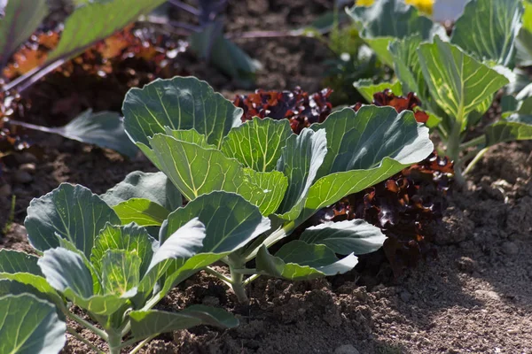 Día Muy Soleado Junio Sur Alemania Ven Verduras Ensaladas Flores — Foto de Stock