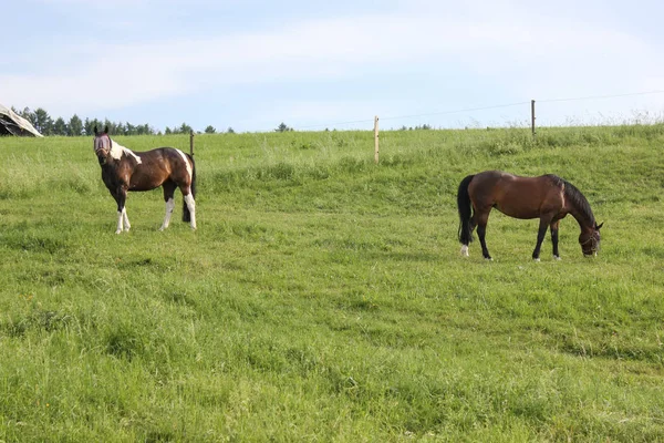 Final Mayo Sur Alemania Temperatura Muy Caliente Dejar Que Caballo —  Fotos de Stock