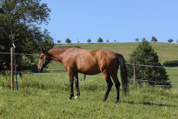 Einem Sonnigen Junitag Süddeutschland Sieht Man Braunes Pferd Auf Grünem — Stockfoto