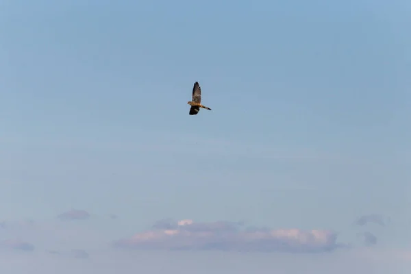 Greifvogel Fliegt Hoch Über Tiefblauem Himmel Süddeutschlands Ländlichem Raum — Stockfoto