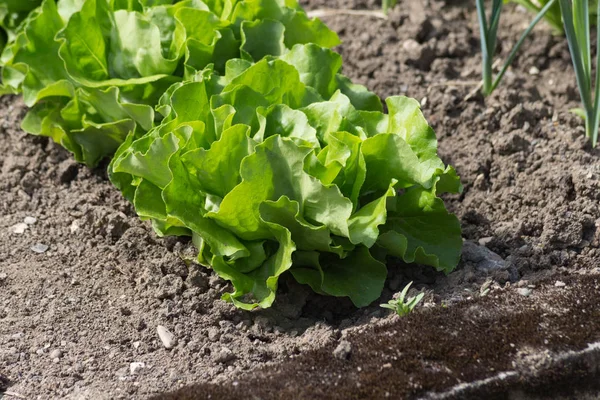 Een Zeer Zonnige Dag Juni Zuid Duitsland Zie Groenten Salade — Stockfoto