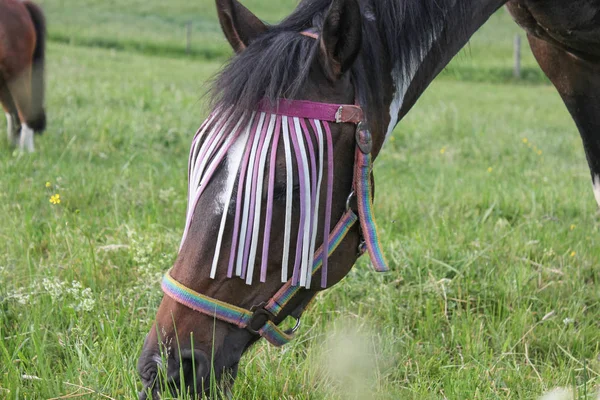 Ende Mai Süddeutschland Sehr Heiße Temperaturen Lassen Pferd Frisches Grünes — Stockfoto