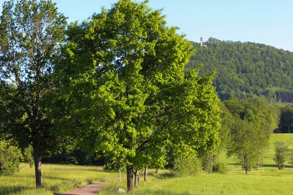 화창한 독일에서 새로운 잔디와 나무의 나뭇잎 나타날 화려한 — 스톡 사진