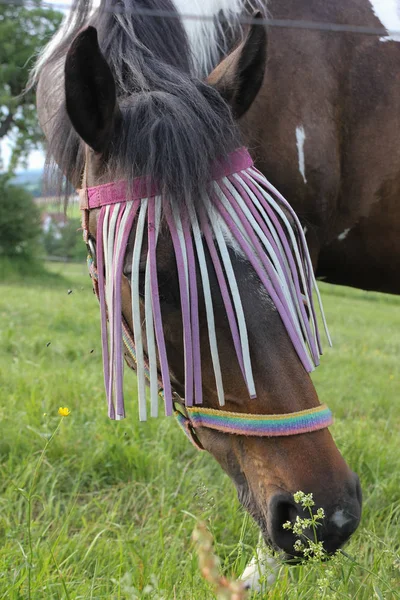 Ende Mai Süddeutschland Sehr Heiße Temperaturen Lassen Pferd Frisches Grünes — Stockfoto