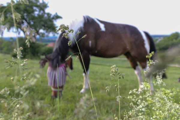 End May South Germany Very Hot Temperature Let Horse Enjoy — Stock Photo, Image