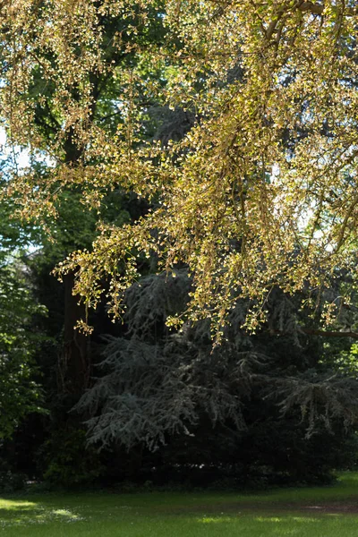 Cerca Una Ciudad Histórica Sur Alemania Hojas Verdes Frescas Árboles — Foto de Stock