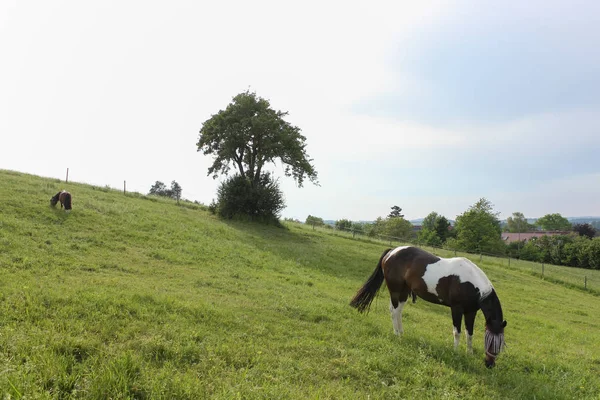 Final Mayo Sur Alemania Temperatura Muy Caliente Dejar Que Caballo —  Fotos de Stock