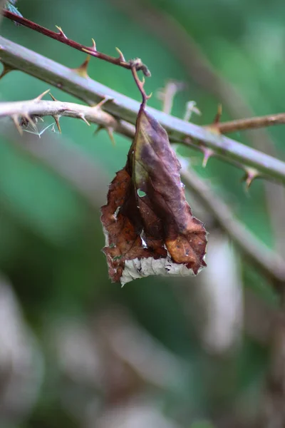 Mistura Cores Verdes Marrons Brilhantes Escuras Maçantes Juntas Uma Parte — Fotografia de Stock