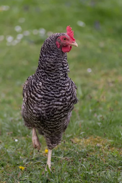 Удачливая Цыпленок Зеленой Лавке Востоке Юге Германии — стоковое фото
