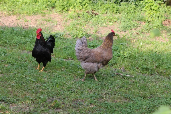 Día Muy Soleado Mayo Sur Alemania Ven Pollos Machos Hembras — Foto de Stock