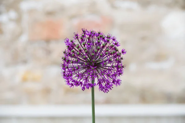 Luftigen Sommer Einer Historischen Stadt Süddeutschland Bunte Blumen Garten Outdoor — Stockfoto