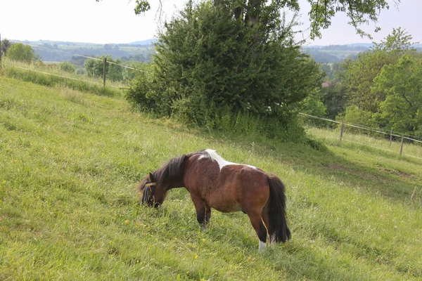 Final Maio Sul Alemanha Temperatura Muito Quente Deixe Cavalo Desfrutar — Fotografia de Stock