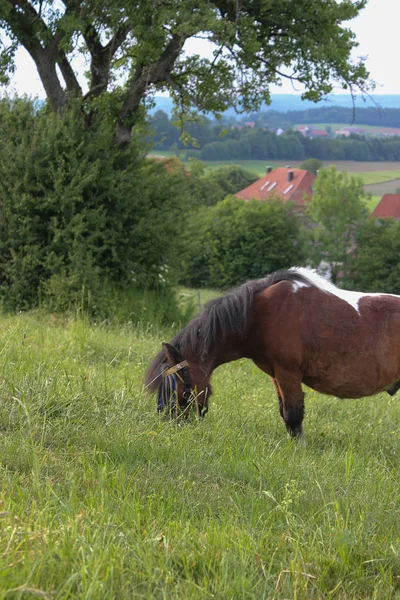 Ultimo Kan Zuid Duitsland Erg Warm Temperatuur Laten Paard Genieten — Stockfoto