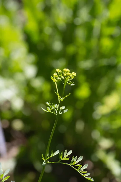 月に南ドイツの非常に晴れた日に ハーブや植物から影の回廊エリアの完全な庭の木の周辺の田園地帯を参照してください — ストック写真