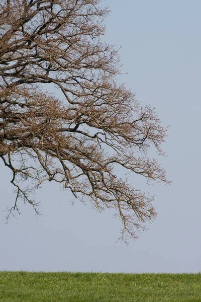 Frisch Blühender Baum Süddeutschland — Stockfoto