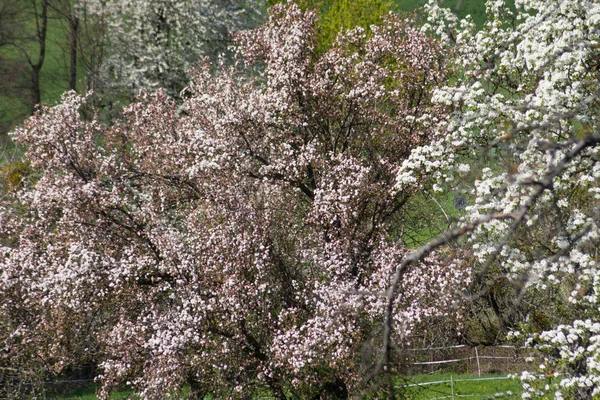 Friss Virágzó Fák Déli Német Vidéken — Stock Fotó