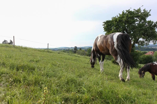 Final Maio Sul Alemanha Temperatura Muito Quente Deixe Cavalo Desfrutar — Fotografia de Stock