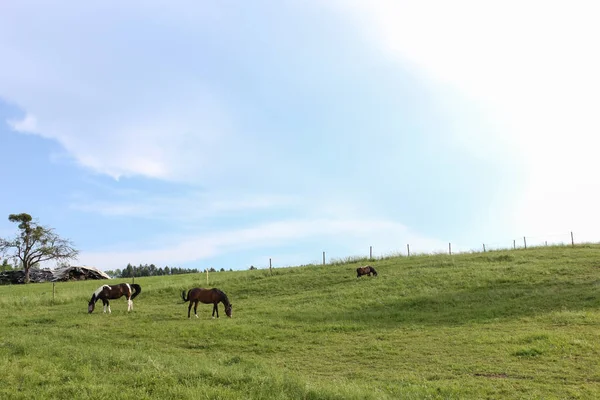 Fine Maggio Germania Meridionale Temperatura Molto Calda Lasciare Che Cavallo — Foto Stock