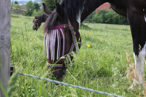 Ende Mai Süddeutschland Sehr Heiße Temperaturen Lassen Pferd Frisches Grünes — Stockfoto