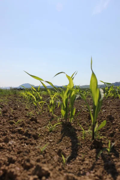 Día Muy Soleado Junio Sur Alemania Ven Pequeñas Plantas Maíz —  Fotos de Stock