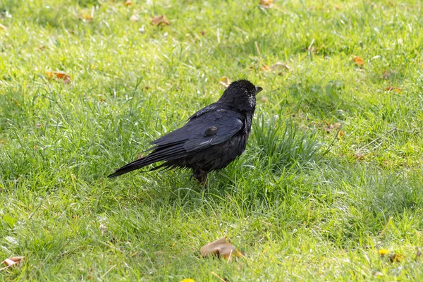 Güney Alman Bir Parkta Siyah Kuş Önce Yağmur Tatlı Sahiptir — Stok fotoğraf