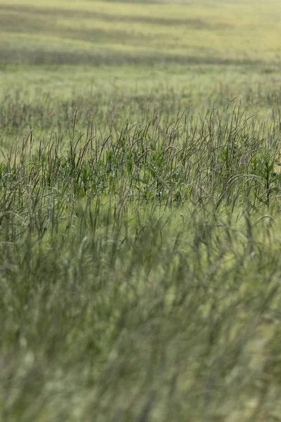 Velmi Slunečného Dne Může Jižním Německu Vidíte Rostliny Úrody Obilí — Stock fotografie