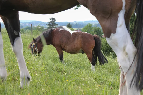 Final Mayo Sur Alemania Temperatura Muy Caliente Dejar Que Caballo —  Fotos de Stock