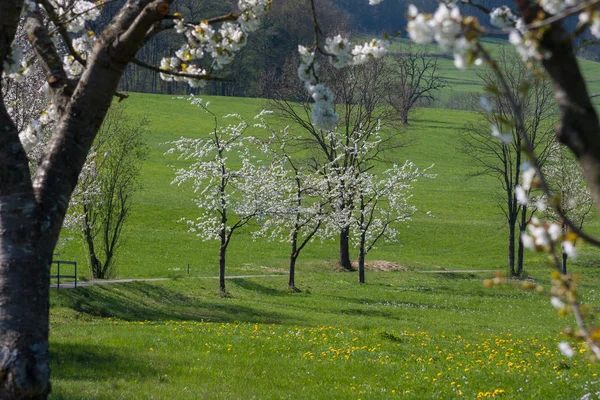 Сильні Біле Цвітіння Зелені Поля Сонячний Весняний День Південній Німеччині — стокове фото