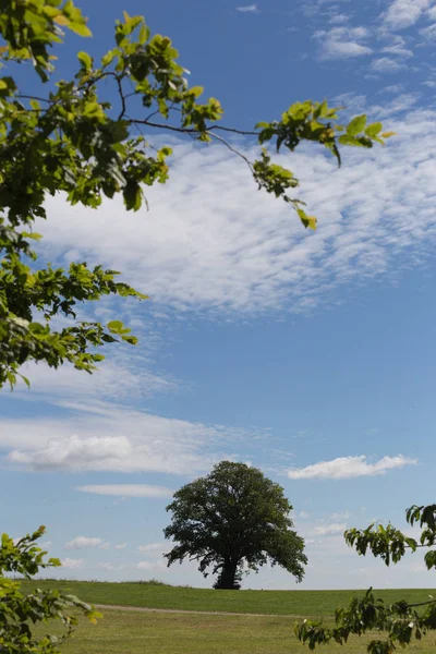 Einem Sehr Sonnigen Junitag Süddeutschland Sieht Man Einen Grünen Baum — Stockfoto