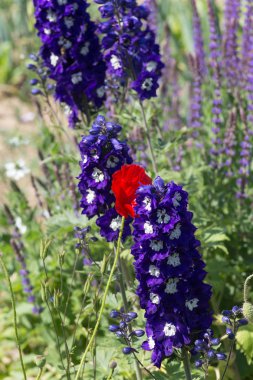Sen görmek detayları ve çiftlik evinin Bahçe ambiente yazlık ülke çiçek renkleri harika turuncu kırmızı ve pembe ve mavi renkler ile Haziran ayında Güney Almanya çok güneşli bir günde