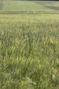 çok güneşli Güney Almanya'da sen kırpma tahıl ve tahıl büyüme yeşil renk ve mavi gökyüzü yukarıda olduğu gibi erken stadyumda bitkilerin görebilir miyim