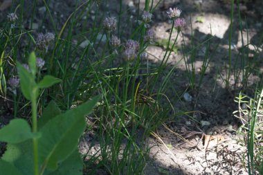 Haziran ayında Güney Almanya çok güneşli bir günde kırsal etrafında otlar ve bitkiler gölgesinden bir manastır bölgesinde Bahçe dolu ağaçları Bkz: