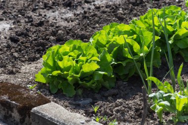 Haziran ayında Güney Almanya çok güneşli bir günde gördüğünüz sebze ve salata ve kırsal kesimde açık dünya üzerindeki çiçekler