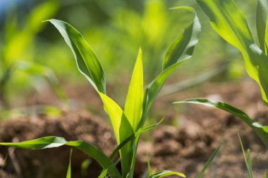 çok güneşli Güney Almanya'da sen Mısır kahverengi toprak ve mavi gökyüzü yukarıdaki bitkilerin görebilir miyim