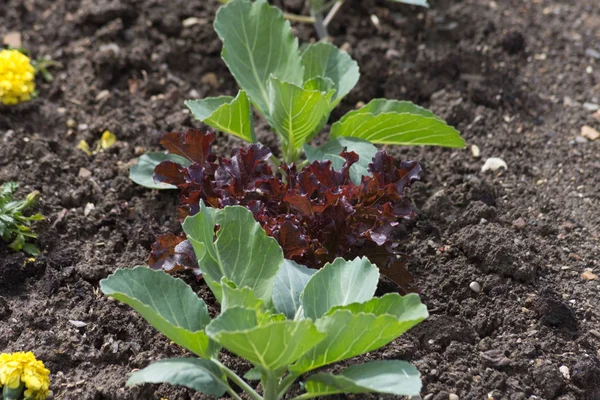 Día Muy Soleado Junio Sur Alemania Ven Detalles Colores Verduras — Foto de Stock