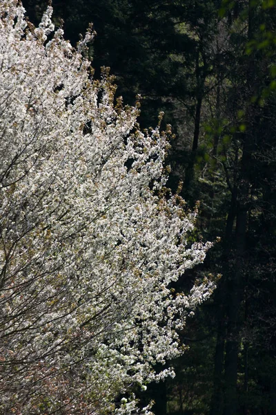 Čerstvé Kvetoucí Stromy Jižní Německým Venkově — Stock fotografie