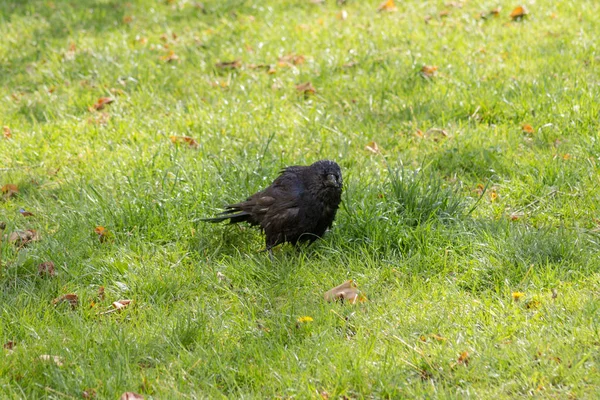在德国南部的一个公园黑鸟享受淡水从雨之前 — 图库照片