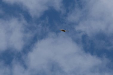 Haziran ayında Güney Almanya çok güneşli bir günde toygar yüksek rütbeli mavi yaz gökyüzünde görmek