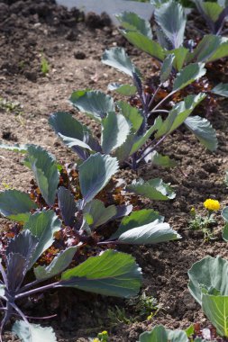 Haziran ayında Güney Almanya çok güneşli bir günde gördüğünüz sebze ve salata ve kırsal kesimde açık dünya üzerindeki çiçekler