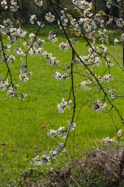 güzel beyaz çiçek elma ağaçları yeşil çim ve beyaz çiçek renkleri yeşil alanlar üzerinde görünümü