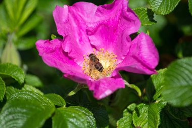 çok güneşli Güney Almanya'da çiçek hibiskus güçlü hafifleyen renk izlenim arılar bal çiçek için besleyici ile görebilirsiniz ve tüm çiçekler güzellik pembe