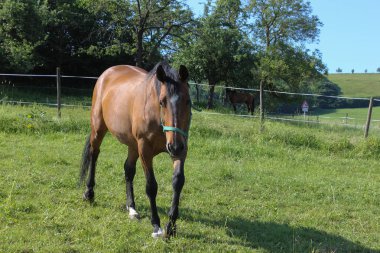Haziran ayında Güney Almanya çok güneşli bir günde mavi gökyüzü yukarıdaki ve bazı sinekler baş çevresinde yeşil çim üzerinde kahverengi at görmek