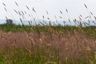 Haziran ayında Güney Almanya çok güneşli bir günde gül ve pembe mor colord çim alan Mısır arka planda önce ayrıntılı görmek