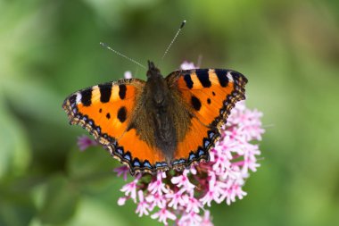 Haziran ayında Güney Almanya çok güneşli bir günde gördüğünüz ayrıntıları ve güçlü yeşil arka plan bahçe bitkileri ile gül veya pembe çiçeği üzerinde renkli kelebekler
