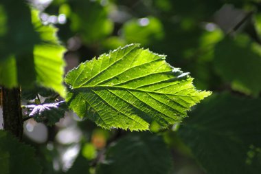 karanlık veya donuk parlak yeşil ve kahverengi karışımı birlikte yaz orman Güney Almanya'da bir karanlık kısmında renkler.
