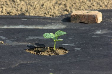 Haziran ayında Güney Almanya çok güneşli bir günde ayrıntıları ve çilek ve yeşil salata ve çitler ve Bahçıvanlık yapmanız için ihtiyacınız parçalar renkleri görmek