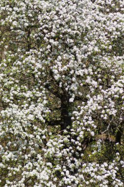 Güney Alman kırsal kesimde taze çiçek açan ağaçlar.